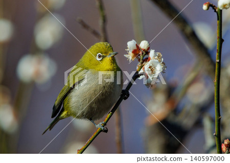 White-eye on plums that are mistaken for bush warblers White-eye on plums that are mistaken for bush warblers 140597000
