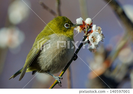 White-eye on plums that are mistaken for bush warblers White-eye on plums that are mistaken for bush warblers 140597001