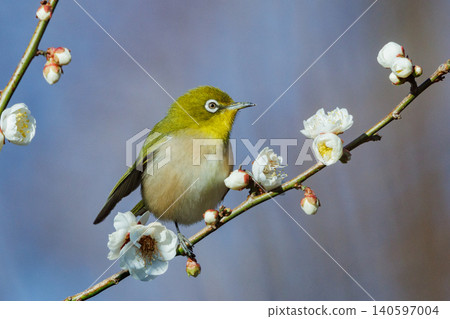 White-eye on plums that are mistaken for bush warblers White-eye on plums that are mistaken for bush warblers 140597004