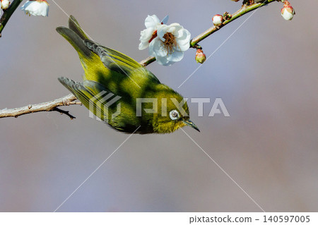 White-eye on plums that are mistaken for bush warblers White-eye on plums that are mistaken for bush warblers 140597005