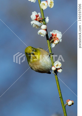 White-eye on plums that are mistaken for bush warblers White-eye on plums that are mistaken for bush warblers 140597006
