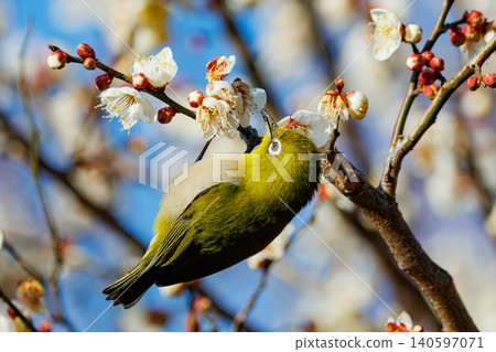 White-eye on plums that are mistaken for bush warblers 140597071