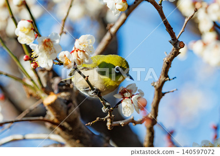 White-eye on plums that are mistaken for bush warblers White-eye on plums that are mistaken for bush warblers 140597072