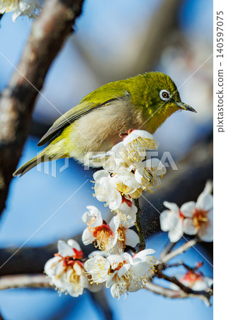 White-eye on plums that are mistaken for bush warblers White-eye on plums that are mistaken for bush warblers 140597075