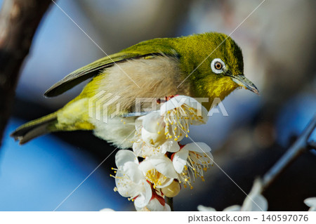 White-eye on plums that are mistaken for bush warblers White-eye on plums that are mistaken for bush warblers 140597076