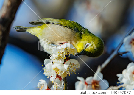 White-eye on plums that are mistaken for bush warblers White-eye on plums that are mistaken for bush warblers 140597077