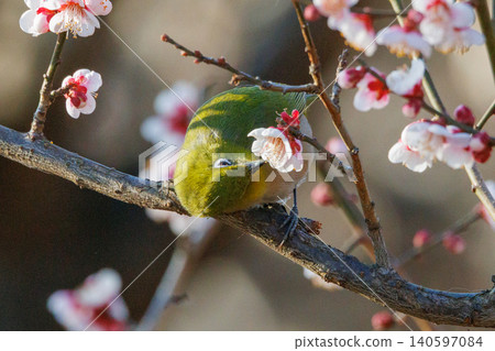White-eye on plums that are mistaken for bush warblers White-eye on plums that are mistaken for bush warblers 140597084