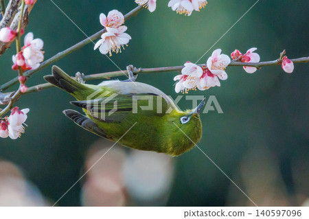 White-eye on plums that are mistaken for bush warblers White-eye on plums that are mistaken for bush warblers 140597096