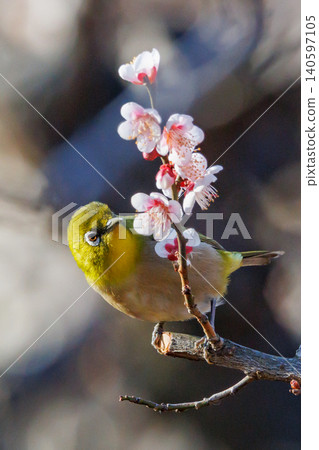 White-eye on plums that are mistaken for bush warblers White-eye on plums that are mistaken for bush warblers 140597105