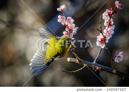White-eye on plums that are mistaken for bush warblers White-eye on plums that are mistaken for bush warblers 140597107