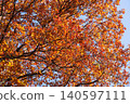 Leaves of trees that have turned red with autumn colors 140597111