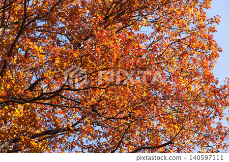 Leaves of trees that have turned red with autumn colors Leaves of trees that have turned red with autumn colors 140597111