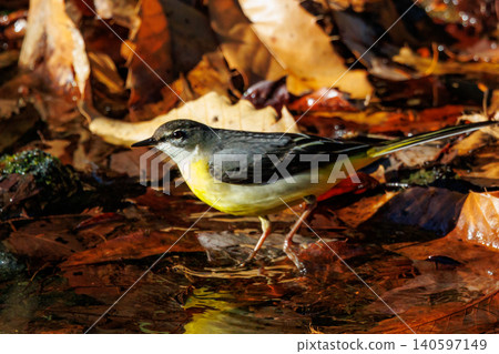 A beautiful bird, gray wagtail, who is vigilant, likes the waterside, and wears a bright lemon yellow. A beautiful bird, gray wagtail, who is vigilant, likes the waterside, and wears a bright lemon yellow. 140597149