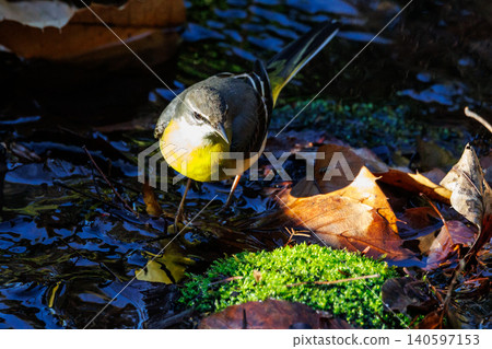A beautiful bird, gray wagtail, who is vigilant, likes the waterside, and wears a bright lemon yellow. A beautiful bird, gray wagtail, who is vigilant, likes the waterside, and wears a bright lemon yellow. 140597153