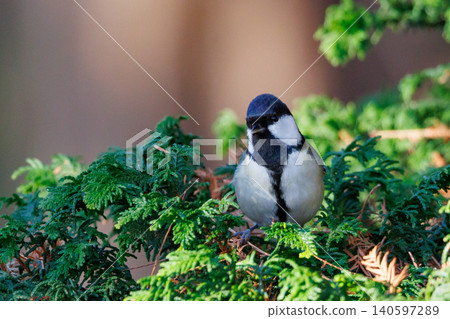 熟悉的野鳥大山雀與可愛的胸口 熟悉的野鳥大山雀與可愛的胸口 140597289