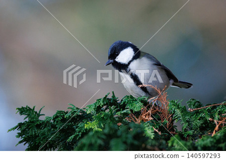 熟悉的野鳥大山雀與可愛的胸口 熟悉的野鳥大山雀與可愛的胸口 140597293