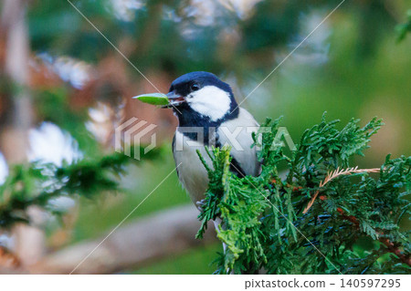 Familiar wild bird great tit with a cute chest tie Familiar wild bird great tit with a cute chest tie 140597295