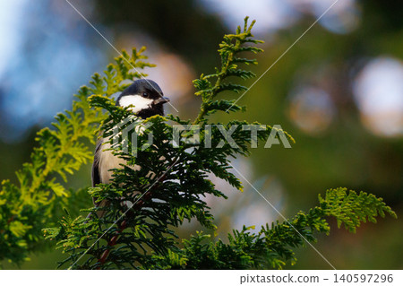 Familiar wild bird great tit with a cute chest tie Familiar wild bird great tit with a cute chest tie 140597296