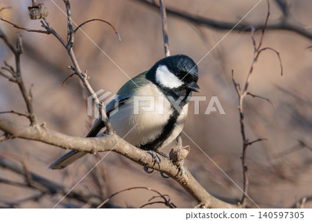 熟悉的野鳥大山雀與可愛的胸口 熟悉的野鳥大山雀與可愛的胸口 140597305