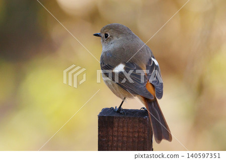 The female Daurian Redstart, affectionately known as "Jobiko," is a representative winter bird loved for its cute movements. The female Daurian Redstart, affectionately known as "Jobiko," is a representative winter bird loved for its cute movements. 140597351