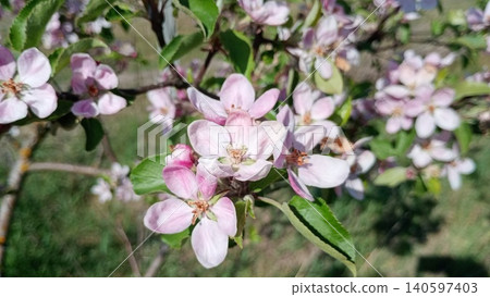 Flowers bloom on a fruit tree in springtime with many pink petals and green leaves under a clear blue sky Flowers bloom on a fruit tree in springtime with many pink petals and green leaves under a clear blue sky 140597403