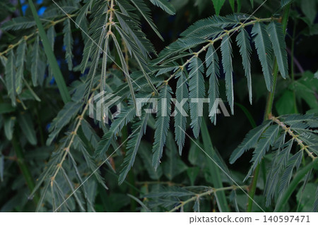 green leaves of fern green leaves of fern 140597471