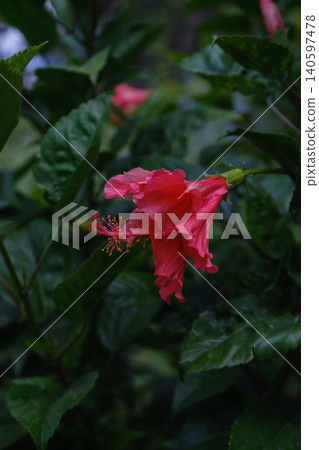 closeup of red hibiscus 140597478