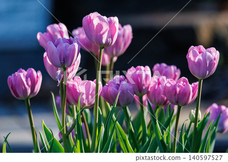 Tulips, the representative flowerbed flower Tulips, the representative flowerbed flower 140597527