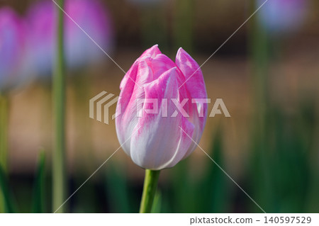 Tulips, the representative flowerbed flower Tulips, the representative flowerbed flower 140597529