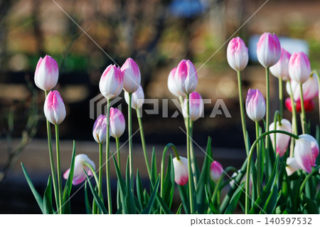 Tulips, the representative flowerbed flower Tulips, the representative flowerbed flower 140597532