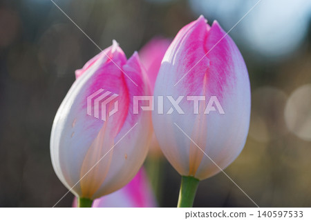 鬱金香,花壇的代表花 鬱金香,花壇的代表花 140597533