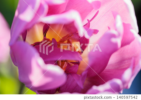 Tulips, the representative flowerbed flower Tulips, the representative flowerbed flower 140597542