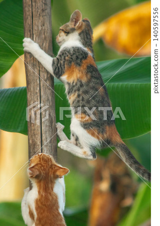 A calico cat enjoys exploring and climbing trees. 140597556