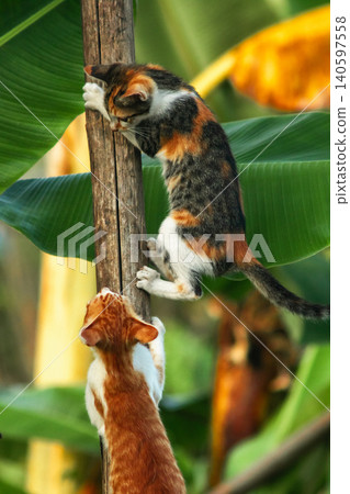 A calico cat enjoys exploring and climbing trees. A calico cat enjoys exploring and climbing trees. 140597558