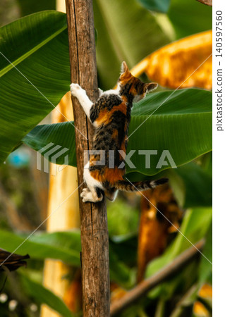 A calico cat enjoys exploring and climbing trees. 140597560