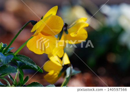 Pansies are cultivated varieties that diverged from violets or tricolor violets. 140597566