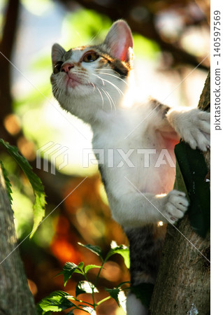A calico cat enjoys exploring and climbing trees. 140597569