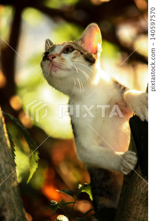 A calico cat enjoys exploring and climbing trees. A calico cat enjoys exploring and climbing trees. 140597570