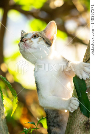 A calico cat enjoys exploring and climbing trees. A calico cat enjoys exploring and climbing trees. 140597571