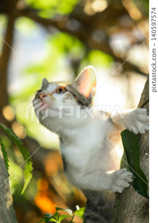A calico cat enjoys exploring and climbing trees. 140597574