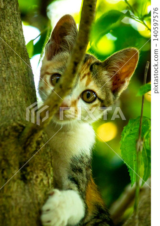 A calico cat enjoys exploring and climbing trees. A calico cat enjoys exploring and climbing trees. 140597576
