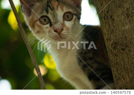 A calico cat enjoys exploring and climbing trees. 140597578