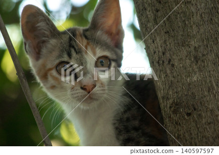 A calico cat enjoys exploring and climbing trees. A calico cat enjoys exploring and climbing trees. 140597597