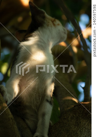 A calico cat enjoys exploring and climbing trees. A calico cat enjoys exploring and climbing trees. 140597598