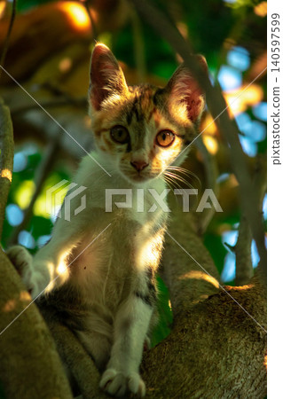 A calico cat enjoys exploring and climbing trees. A calico cat enjoys exploring and climbing trees. 140597599