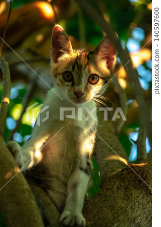 A calico cat enjoys exploring and climbing trees. A calico cat enjoys exploring and climbing trees. 140597600