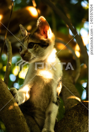 A calico cat enjoys exploring and climbing trees. A calico cat enjoys exploring and climbing trees. 140597604