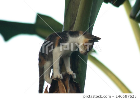 A calico cat enjoys exploring and climbing trees. 140597623