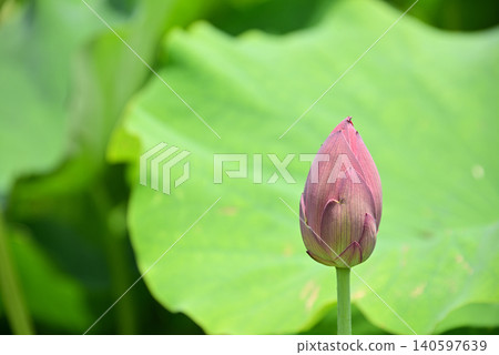 盛開前的三朵蓮花 盛開前的三朵蓮花 140597639