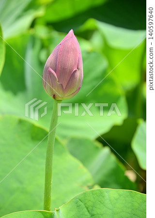 蓮花盛開前的四個花苞。 140597640